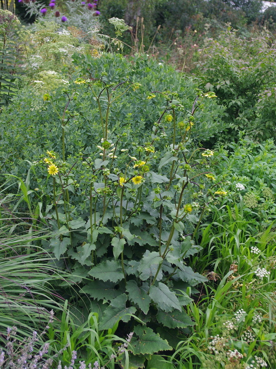 Silphium wasiotense