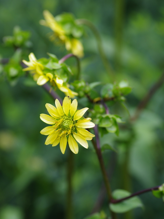 Silphium wasiotense