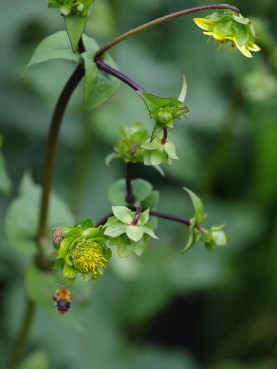 Silphium wasiotense