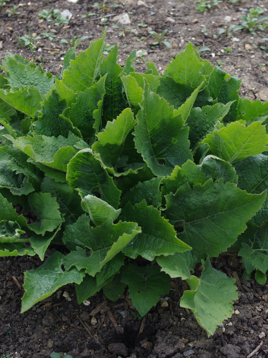Silphium wasiotense