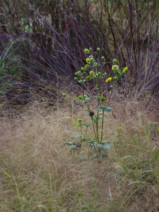 Silphium wasiotense