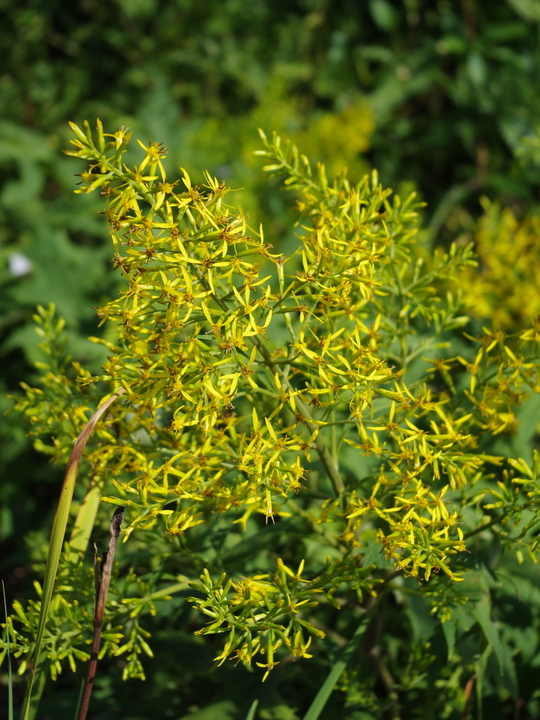 Sinacalia tangutica - Beth Chatto's Plants & Gardens