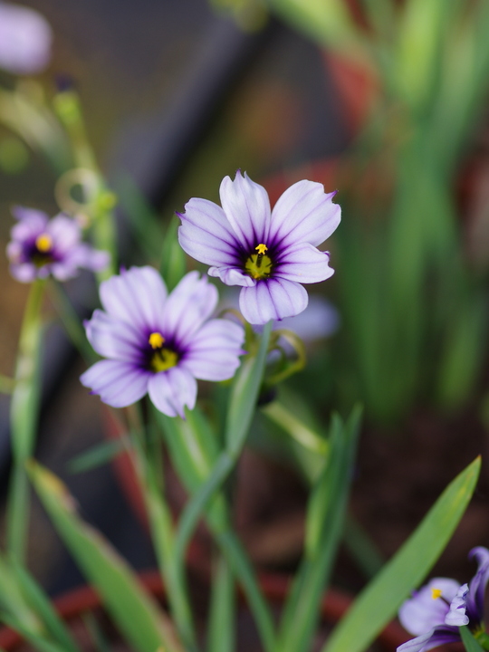 Sisyrinchium 'Dragon's Eye'