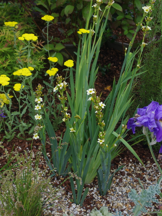 Sisyrinchium striatum
