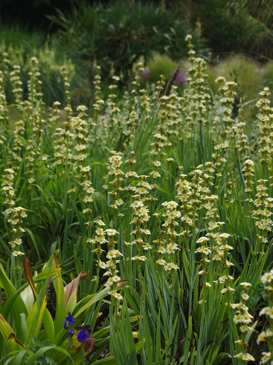 Sisyrinchium striatum