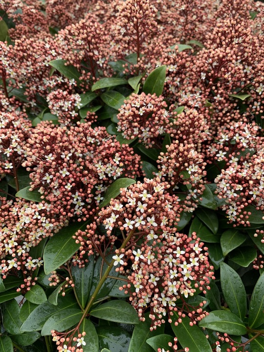 Skimmia japonica 'Rubella'