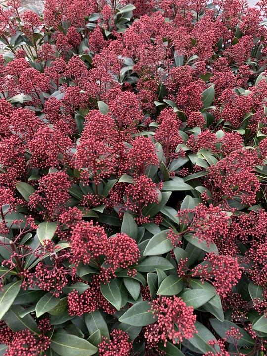 Skimmia japonica 'Rubella'