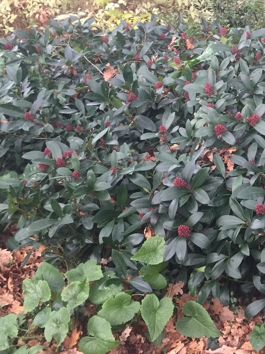 Skimmia japonica 'Rubella'