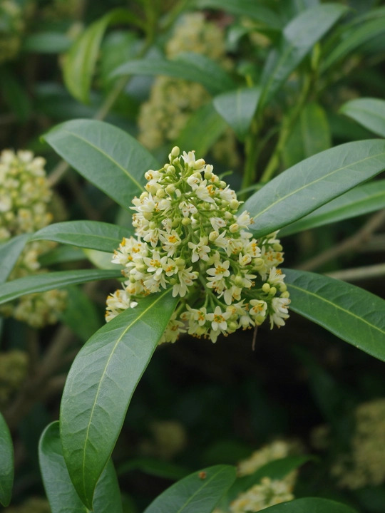 Skimmia x confusa 'Kew Green'