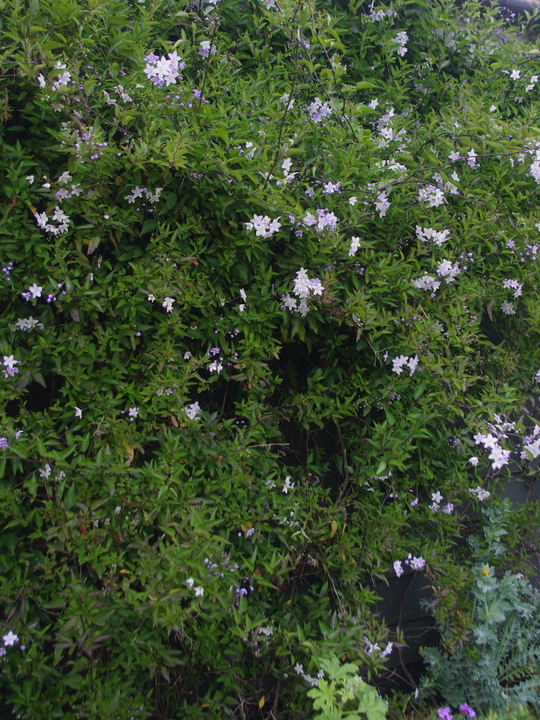 Solanum laxum 'Crech ar Pape'