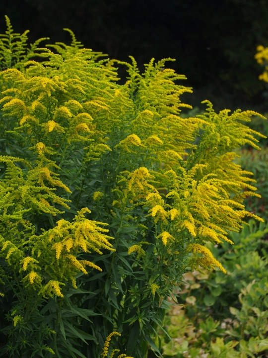 Solidago 'Foxbrook Gold'