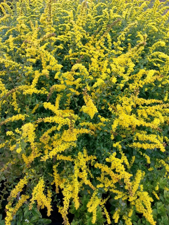 Solidago rugosa 'Fireworks'