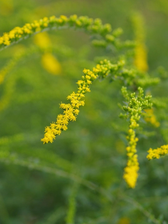 Solidago rugosa 'Fireworks'