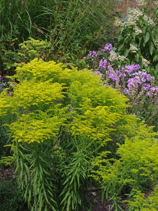 Solidago rugosa 'Loydser Crown'