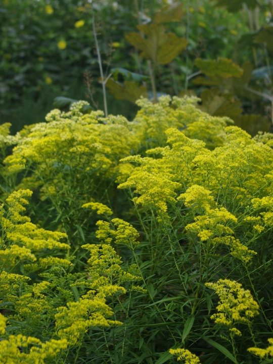 Solidago rugosa 'Loydser Crown'