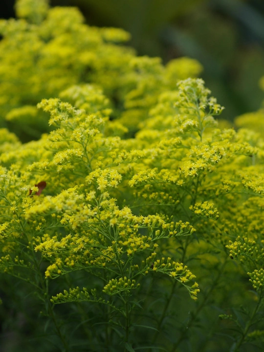 Solidago rugosa 'Loydser Crown'