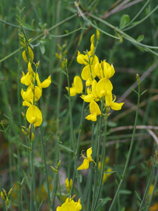 Spartium junceum