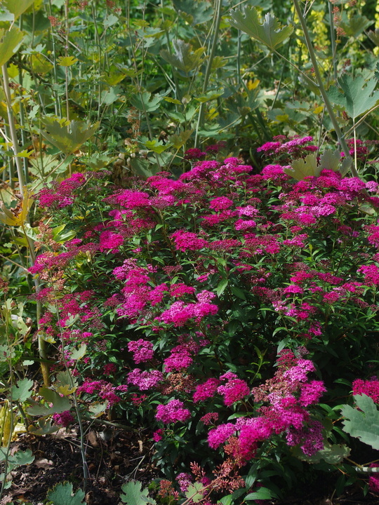 Spiraea japonica 'Anthony Waterer'