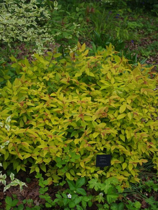 Spiraea japonica 'Goldflame'