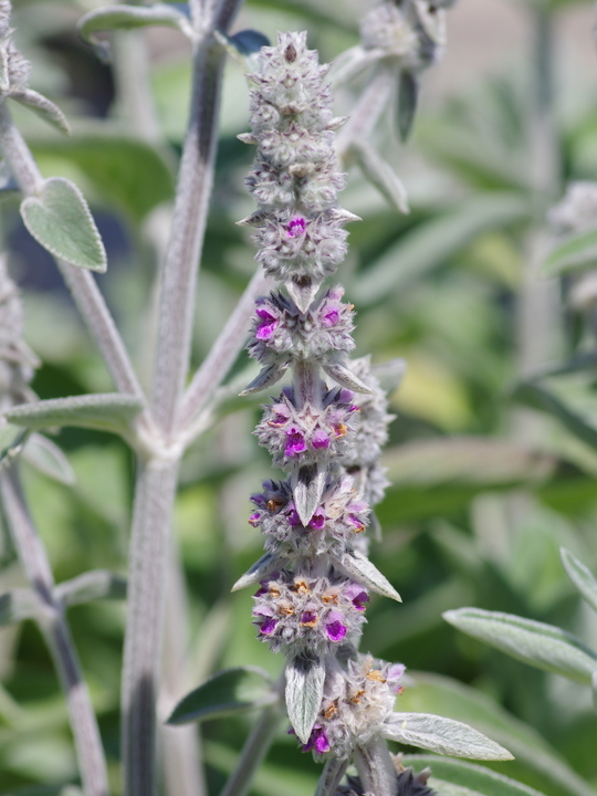 Stachys byzantina 'Big Ears'