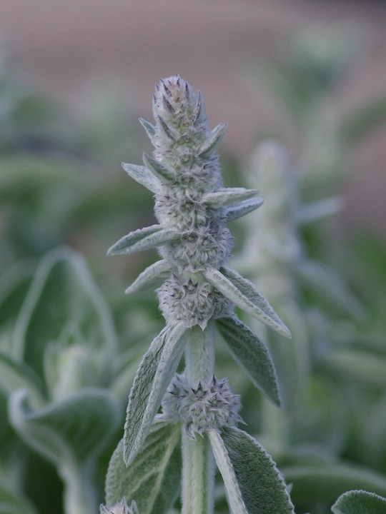 Stachys byzantina 'Big Ears'