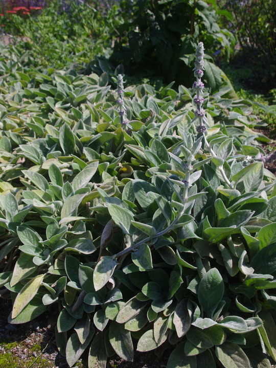 Stachys byzantina 'Big Ears'