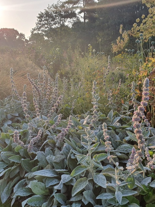 Stachys byzantina 'Big Ears'