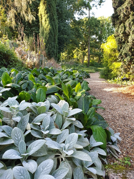 Stachys byzantina 'Big Ears'