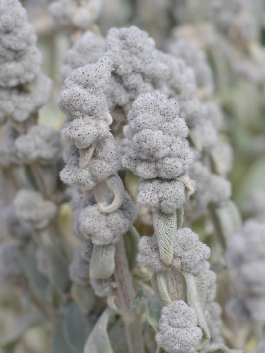 Stachys byzantina 'Cotton Boll'