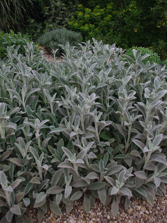 Stachys byzantina 'Cotton Boll'