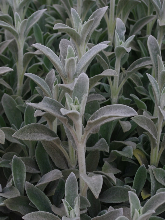 Stachys byzantina 'Cotton Boll'