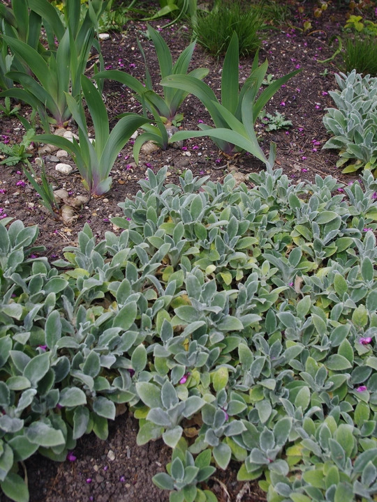Stachys byzantina 'Silver Carpet'