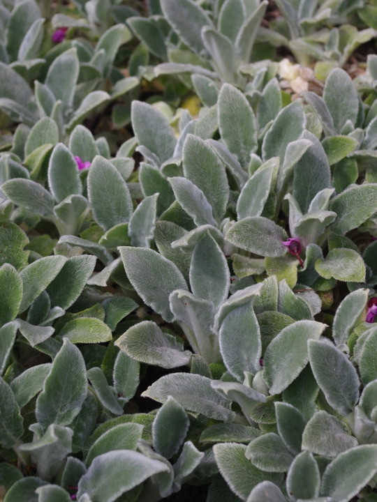 Stachys byzantina 'Silver Carpet'