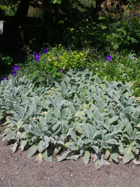 Stachys byzantina 'Silver Carpet'