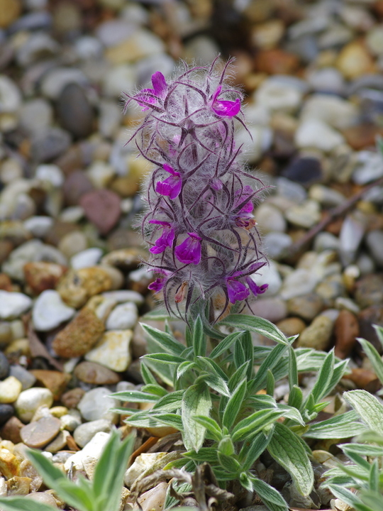 Stachys lavandulifolia