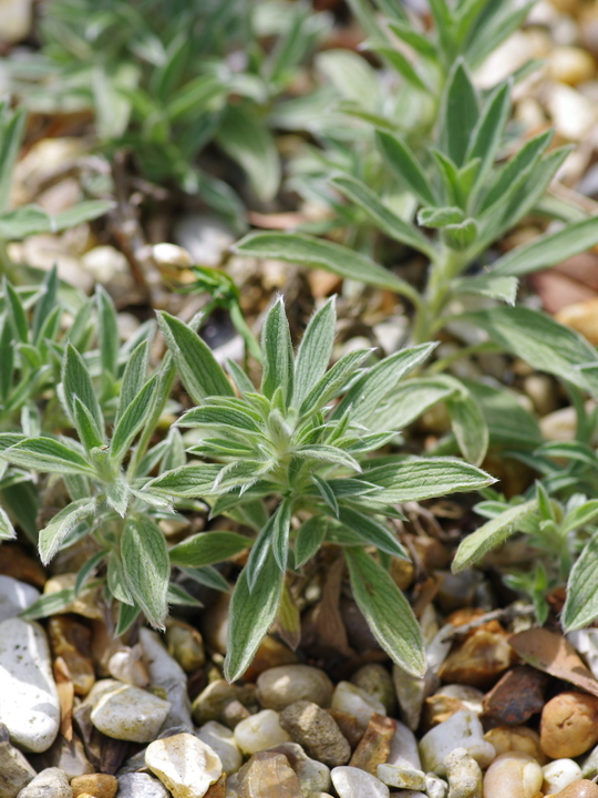 Stachys lavandulifolia