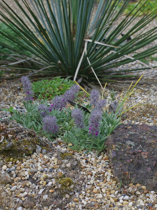 Stachys lavandulifolia