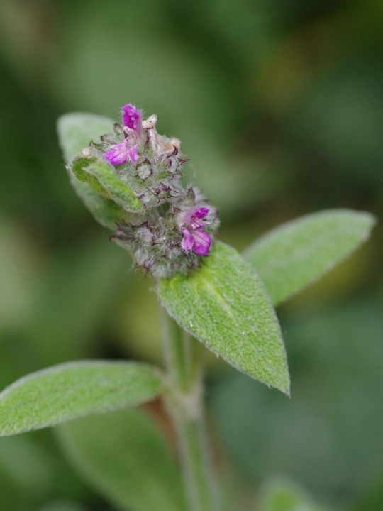 Stachys thirkei (aff.)