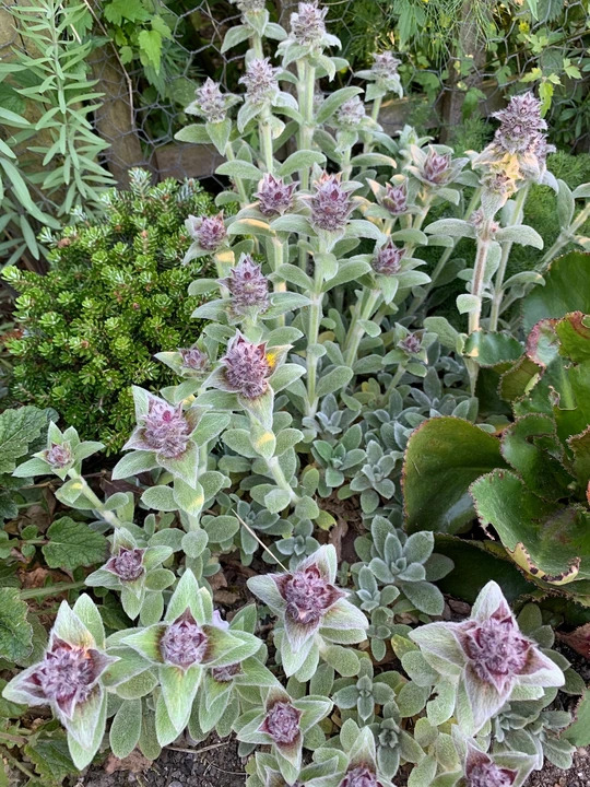 Stachys thirkei (aff.)