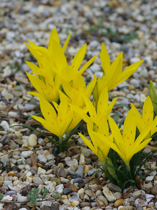 Sternbergia lutea Angustifolia Group