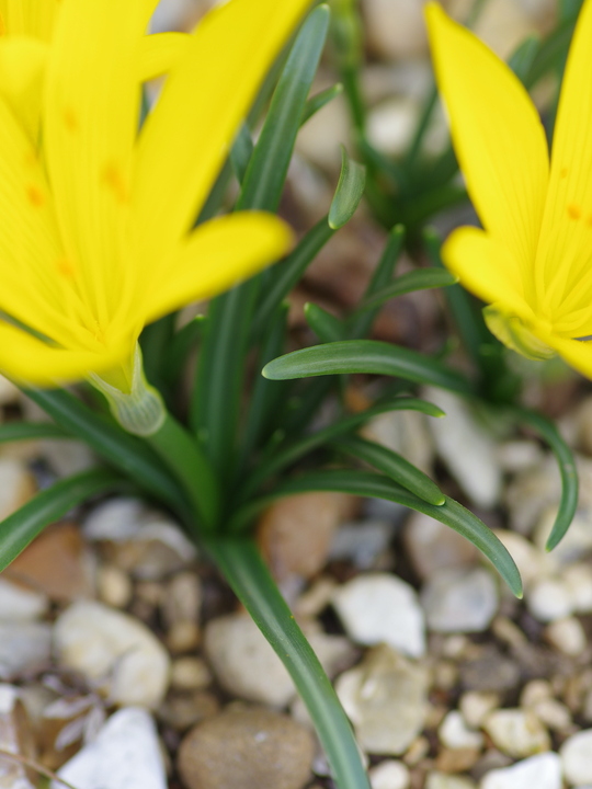 Sternbergia lutea Angustifolia Group