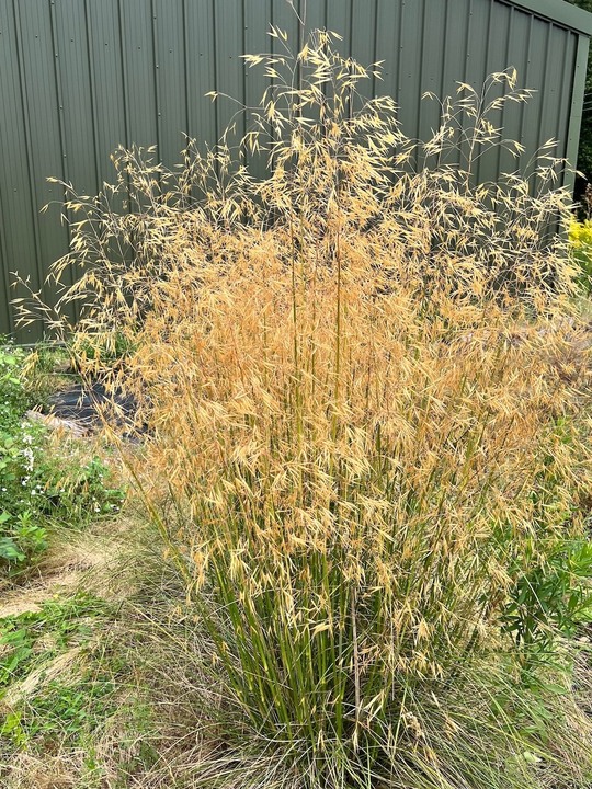 Stipa gigantea Shorter Form