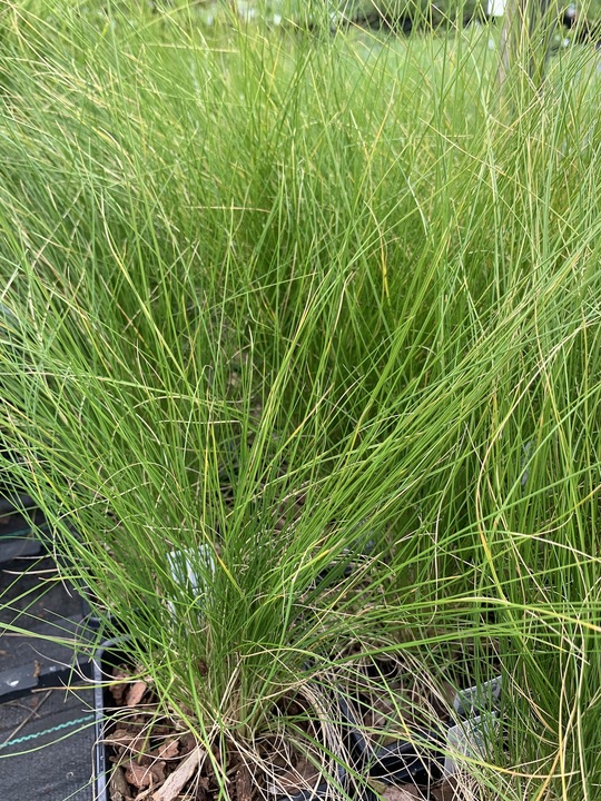 Stipa ichu - Beth Chatto's Plants & Gardens