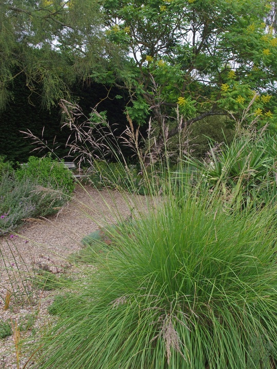 Stipa splendens