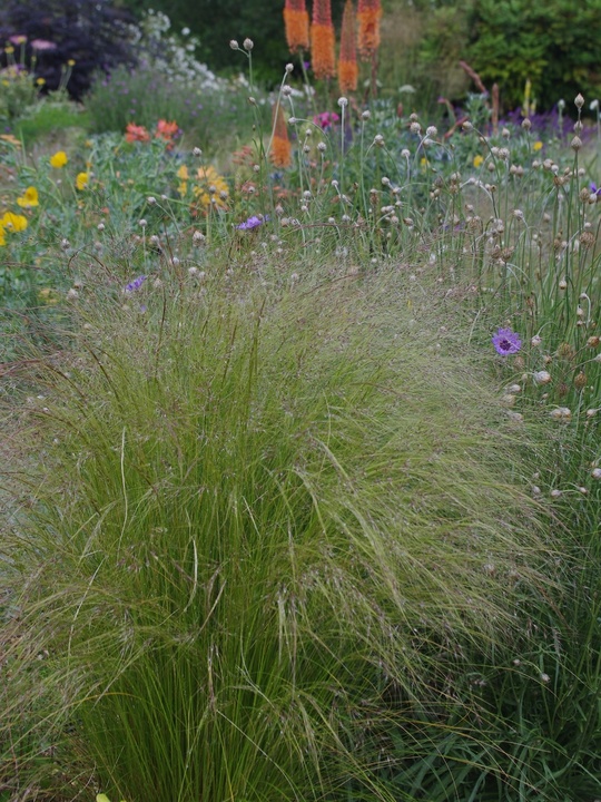 Stipa tenuissima
