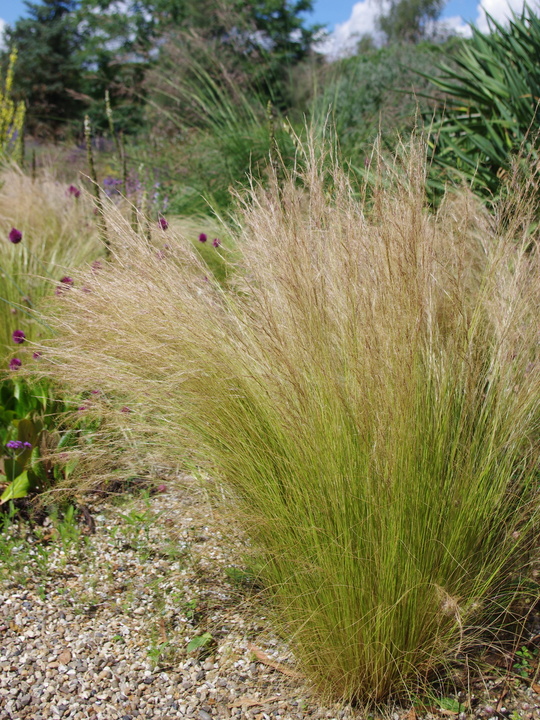 Stipa tenuissima 'Pony Tails'