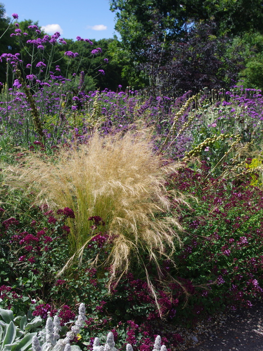 Stipa tenuissima 'Pony Tails'