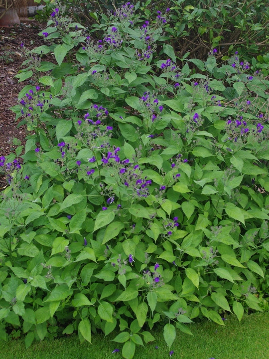 Strobilanthes atropurpurea 1L