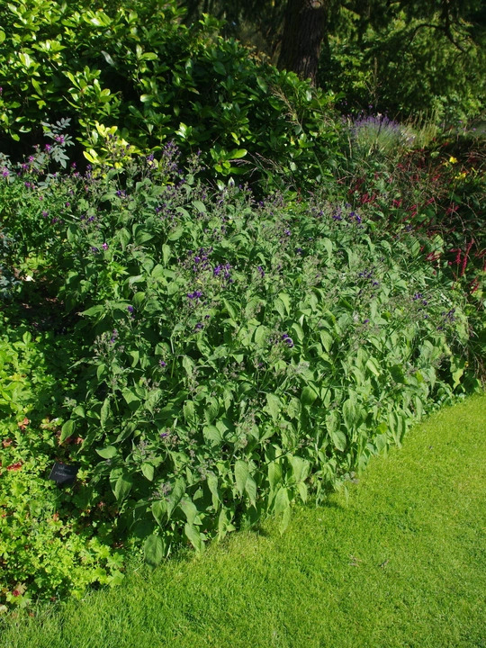 Strobilanthes atropurpurea 1L