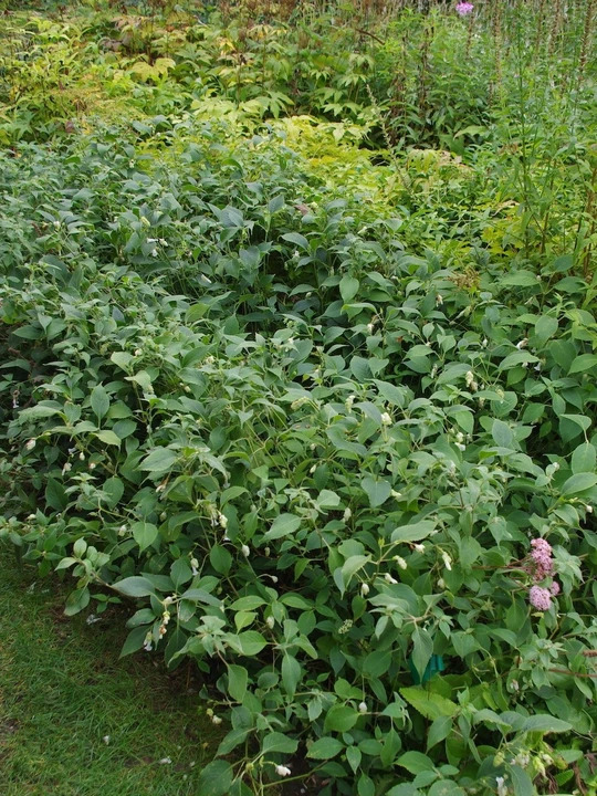 Strobilanthes nutans